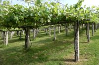 alte und junge Rebstöcke