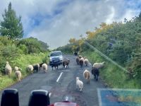 Verkehrsbehinderung