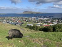 Blick auf Torshavn - Färöer Inseln