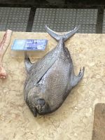 im Fischmarkt
