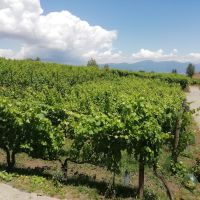 Weinanbau am Vesuv