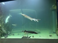 Rumänien - Tulcea - Donaumuseum