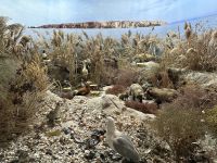 Rumänien - Tulcea - Donaumuseum