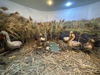 Rumänien - Tulcea - Donaumuseum