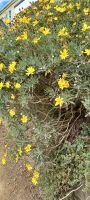 Blumen säumen die kleine Straße