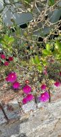 überall Blumen am Mauerwerk