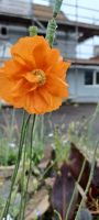 Blume