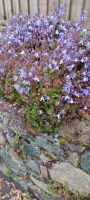 Blumen