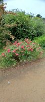 Blumenpracht am Weg