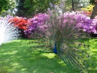 Pfauen auf der Isola Madre