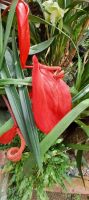 Orchideen Sammlung von Eric Young
