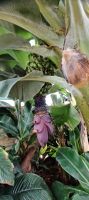 Orchideen Sammlung von Eric Young