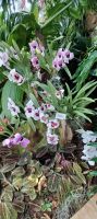 Orchideen Sammlung von Eric Young