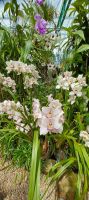 Orchideen Sammlung von Eric Young