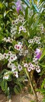 Orchideen Sammlung von Eric Young