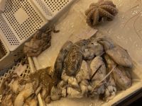 Catania - Fischmarkt