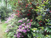 Kamelienpark Locarno