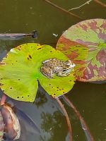 diesmal mit Frosch