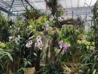 Jersey Eric Young Orchid Foundation
