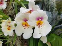 Jersey Eric Young Orchid Foundation