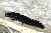 Lederlaufkäfer auf der Kirchenmauer in Piran