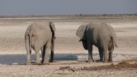 Elefanten am Wasserloch im Etosha Nationalpark (1)