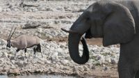 Elefanten am Wasserloch im Etosha Nationalpark (6)