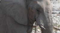 Elefanten am Wasserloch im Etosha Nationalpark (9)
