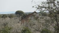 Erste Pirschfahrt im Etosha Nationalpark (3)