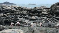 Flamingos an der Lüderitzbucht (2)