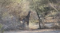 Giraffen im Erongo Gebirge (1)