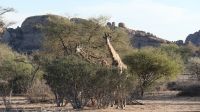 Giraffen im Erongo Gebirge (5)
