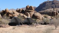 Warzenscheine im Erongo Gebirge (2)