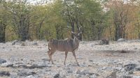 Zweite Pirschfahrt im Etosha Nationalpark (23)