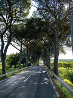 Pinienallee zu unserem Hotel in Strunjan