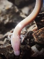 Grottenolme haben keine Augen und können über 80 Jahre alt werden