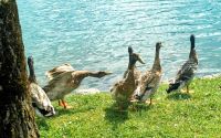 Enten am Bleder See