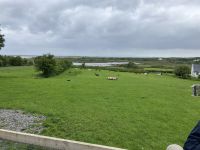 Irland, Hütehunde - Vorführung