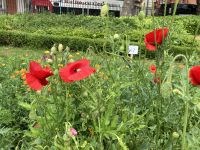 Irland, Dublin, Stadtrundfahrt St. Patricks Park