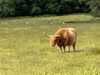 Highland Cattle