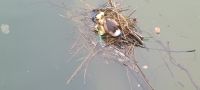 Nest an besonderer Stelle