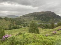 Rhododendron is a nice flower...