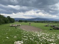 Auf der Schaffarm