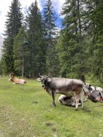 2. Etappe: Aufstieg zum Solsteinhaus