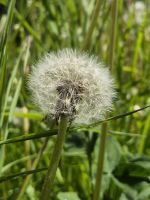 Tag 5 - Pusteblume nicht Pustekuchen