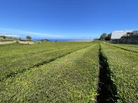 Inselrundfahrt Sao Miguel - Teeplantage Gorreana