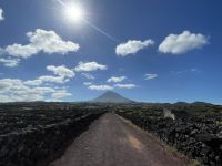 Spaziergang durch die Weinfelder von Pico