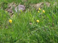 111 Stanserhorn - Trollblumen und Vergissmeinnicht