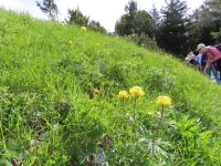 117 Stanserhorn - Trollblumen