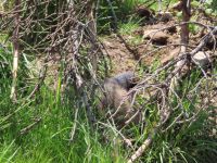 127 Auf dem Stanserhorn - Murmeltier versteckt